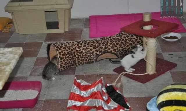 La storia del barese Mario De Giglio, che cura 100 gatti in difficolt�